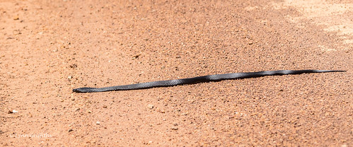 snakes tigersnake wild reptiles nature fauna notechisscutatus wildlife duncan southaustralia australia au