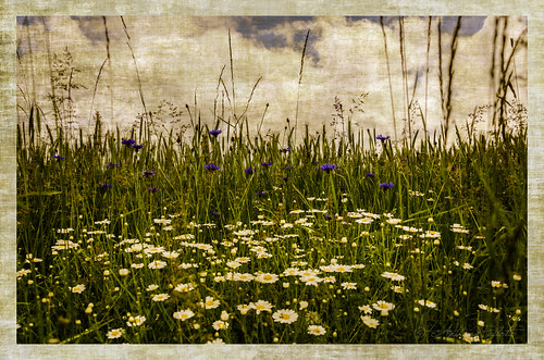 flowers blue sky plants white green texture nature field grass yellow clouds daisies germany landscape outdoors bavaria photo weeds nikon purple border picture canvas split dslr tone stratus baroness toning dafodils littlethings lichtenau d7000