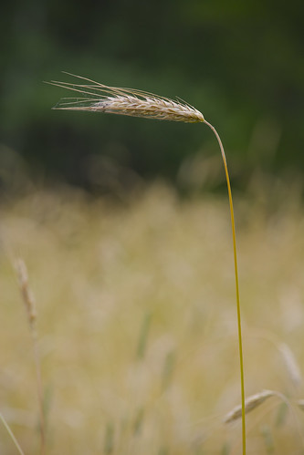 lake plant barley wisconsin grain chain stalk rhinelander vulgare moens hordeum
