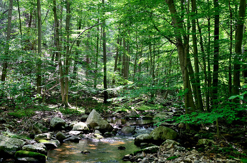 newyork nature forest streams brooks stateparks harrimanstatepark sevenlakesdrive tioratibrook