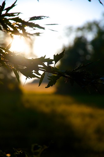 ireland sunset summer holiday leaf flickr 2013