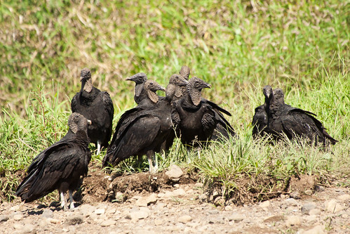 bird wildlife birding ornithology birdwatching oiseau blackvulture faune ornithologie urubunoir