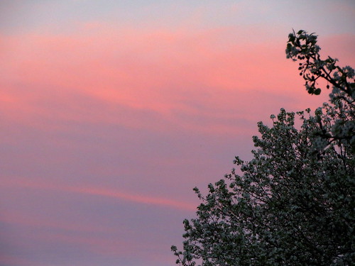 lumberton nc northcarolina robesoncounty nature outdoors outside evening dusk sunset tree trees sky colors peartree pearblossoms blossoms blossoming spring springtime