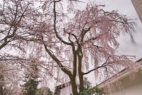【写真】2013 桜 : 醍醐寺/2021-10-20/IMGP9043