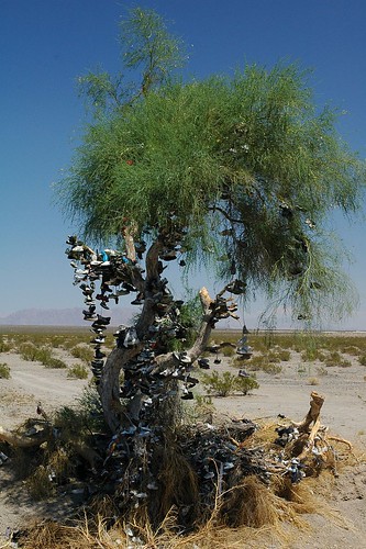 Botovník v Mohavské poušti v USA