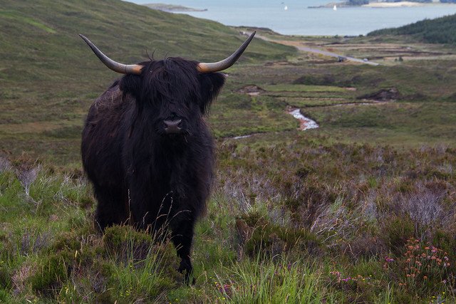 A Black Hairy Cow - Isle of Skye