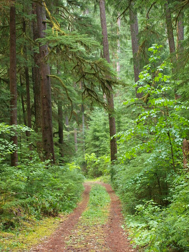 trees tree green rain oregon forest outdoors rainforest day cloudy tracks trail ra camfirephotos projectweather
