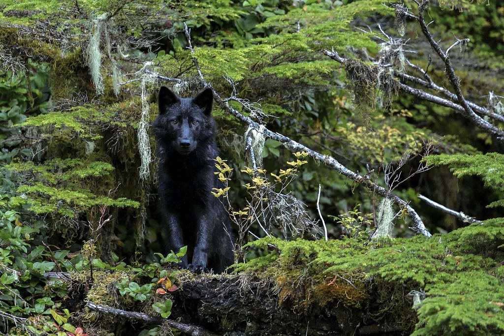 Black Wolf in the BC Rainforest