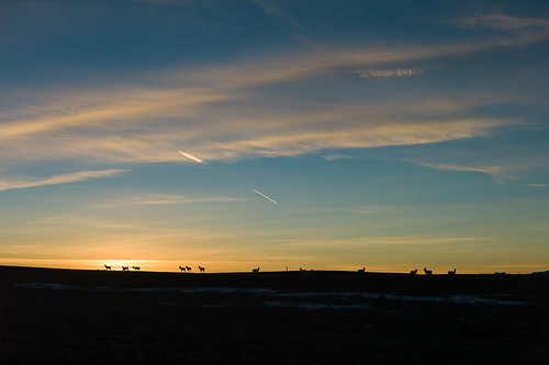 50mmf14 2013 antelope cheyenne clouds dailies m9 silhouette sky summilux sunset wildlife winter wyoming faceit365:date=20131225