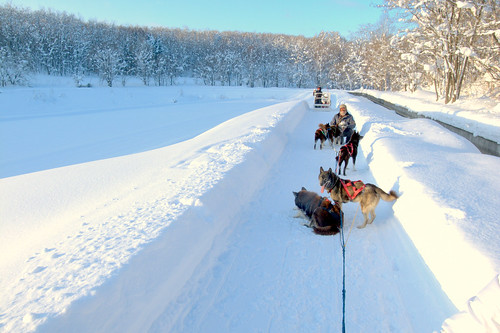 snow hokkaido 北海道 snowwhite grdigital dogsledding ricoh asahikawa 旭川 grd grd3 grdiii