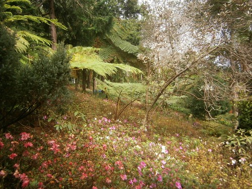 Rhododenren als Unterpflanzung