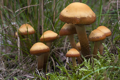 Characteristics of Mushrooms