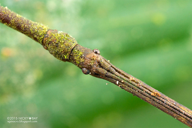 Stick insect (Phasmatodea) - DSC_4729