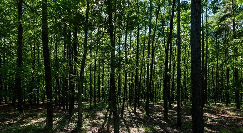 test forest landscape czech image panasonic g5 anatomy sample panoram moravia dmcg5