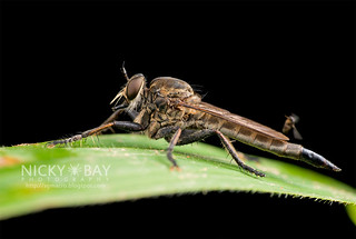 Robberfly (Asilidae) - DSC_2183