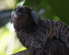 Mono Macaco - Rio de Janeiro