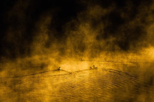nature fog foggy ducks river cuyahoga cuyahogariver akronohio sunrise rickhangerphotography landscape rickhanger