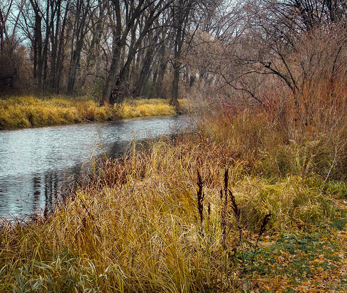 park november autumn trees fall nature water minnesota creek landscape woods midwest scenery scenic winona