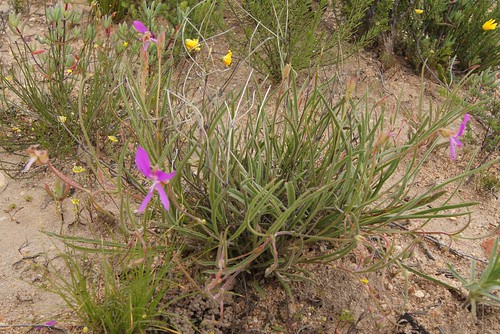 Pelargonium coronopifolium in habitat