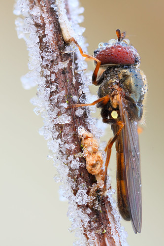 macro nature insect naturallight makro hoverfly canonmpe65mm episyrphusbalteatus focusstack canoneos5dmarkii gemeinewinterschwebfliege zerenestacker