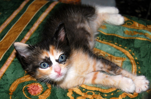 Kitty, exótica gatita tricolor de pelo semilargo, nacida en Abril´14, en adopción. Valencia. ADOPTADA. 14284465333_68304ed7bc