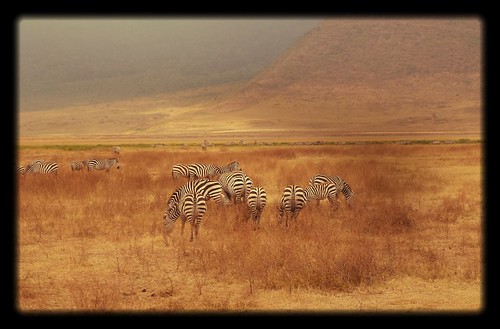 ngorongorocrater tanzania wildlife mammal zebra