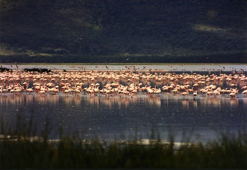 africa lake bird landscape kenya many wildlife flamingo flock scan lots multitude alotof naivasha