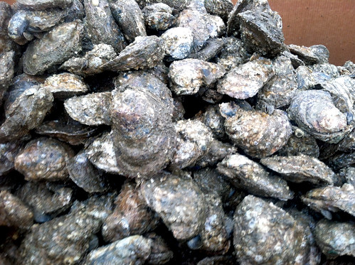a pile of oysters