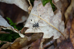 Itsy Bitsy Spider - Photo of Theneuille