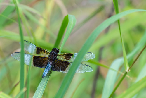 summer macro grass insect geotagged nikon unitedstates dragonfly critter indiana goshen nikond5300 goshenmillracecanal