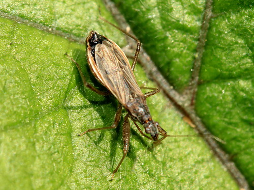 Common Damsel Bug 16510