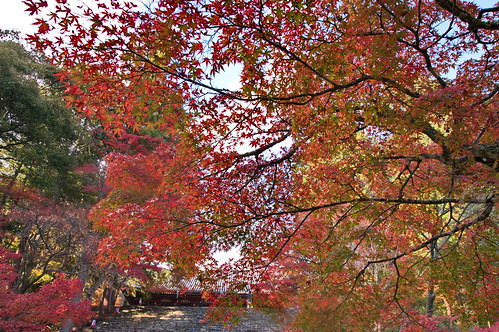 【写真】2012 紅葉 : 神護寺/2021-12-12/IMGP6037