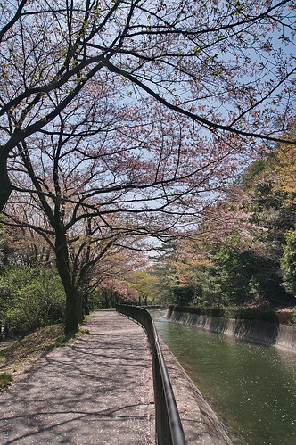【写真】2013 桜 : 山科疎水/2020-09-19/IMGP9951