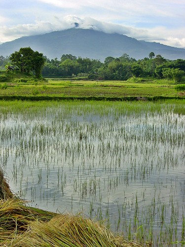 asia indonesia sulawesi toraja tanatoraja rantepao mountain rice paddyfield ricepaddy reflection floodedfield crop green