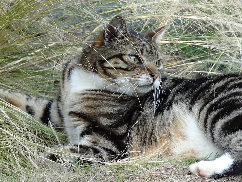 Tabby cat in pampas grass