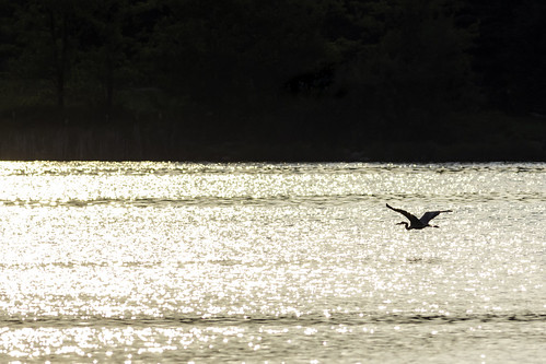 blue sunset lake heron canon great flight gliding 24105 rockcutstatepark 60d
