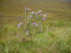 Cardo, flor nacional de Escocia