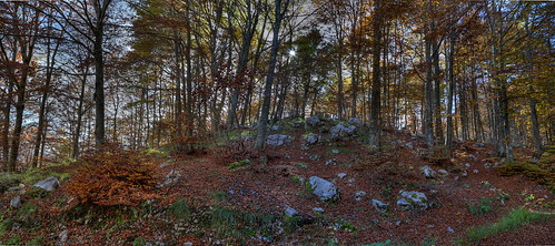 verde alberi blu pino autunno colori montagna bosco piancavallo prati canon24105l canon6d mygearandme