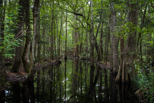 unitedstates swamp cypress sc southcarolina rjvtog robvaughnphoto