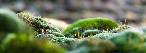 macro green landscape moss nikon hungary 18105 d90 csongrad ásotthalom mechuakapradí