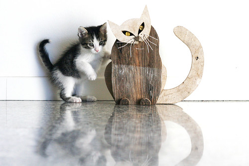 wood cat gatto arturo legno ©nicopiotto