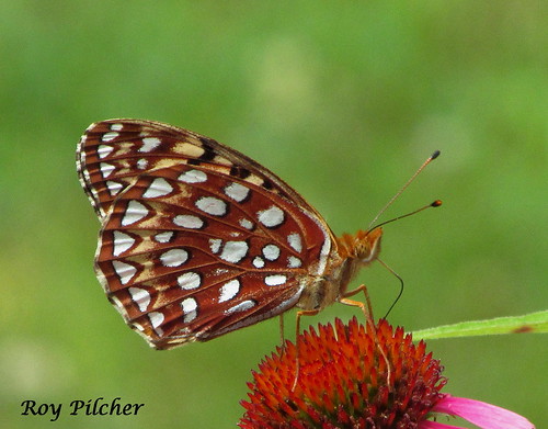 summer butterfly vermont 2013 aphroditefritillary speyeriaaphrodite rutlandcounty rutlandcountyaudubon