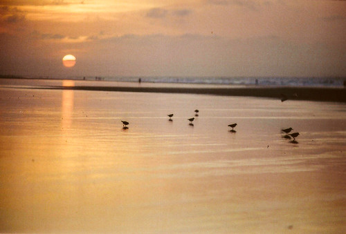 ocean sunset beach wet water birds clouds sand