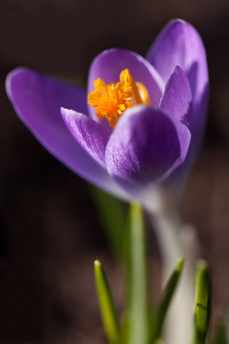 First Crocus of 2014 by conniee4 aka Connie Etter