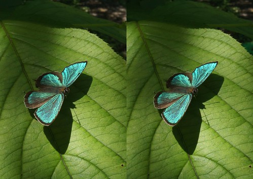 Chrysozephyrus smaragdinus, stereo parallel view