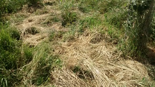 hay making Jul 15 2