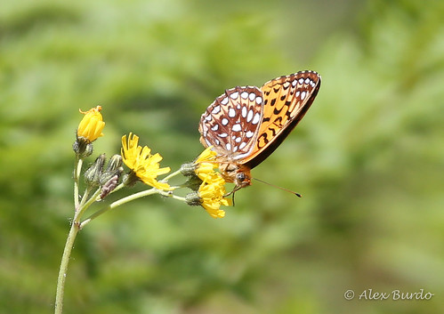summer nature june butterfly photo vermont unitedstates image wildlife picture lepidoptera photograph fritillary guildhall insecta 2015 nymphalidae speyeria aphroditefritillary speyeriaaphrodite canoneos5dmarkiii ctybcvermonttrip canonef400mmf56usmlens peanutdamrd
