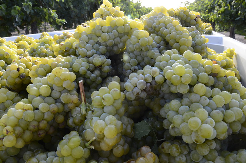 moscato-wine-grape-season-first-pick-pix-07-23-15gt_DSC2387