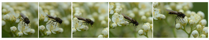 A fly jumping between flowers