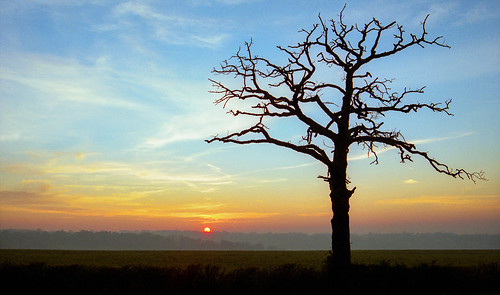 sunset tree silhouette woldingham surrey film pentax 35mm warlingham